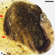 An enantiornithine wing encased in amber. (Image: L. Xing et al., 2016)